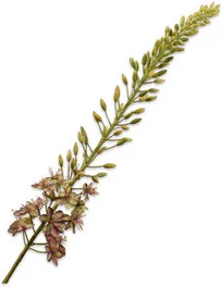 Silk-ka kunstbloem Naald van Cleopatra groen / bruin 107 cm