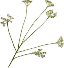 Silk-ka kunstbloem Dille groen H 66 cm