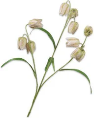 Silk-ka kunstbloem Kievietseitje wit 70 cm