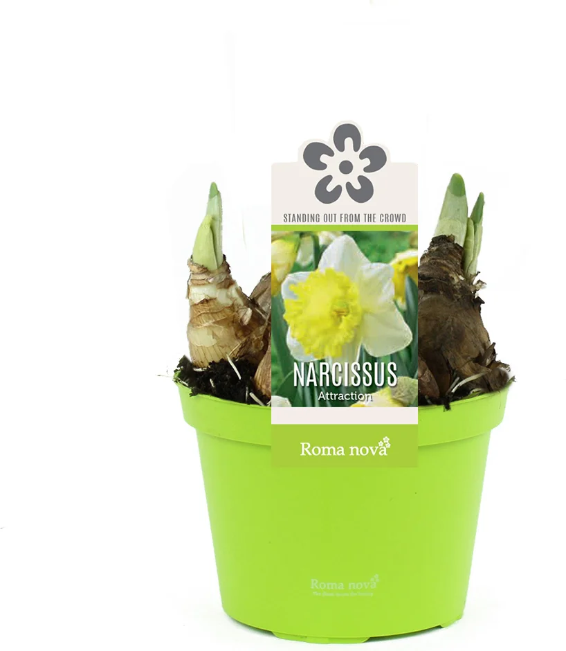 Narcis (Narcissus 'Attraction') D 12 H 14 cm