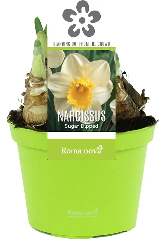 Narcis (Narcissus 'Sugar Dipped') D 12 H 12 cm