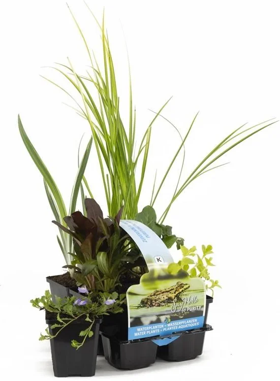 Moerasplanten zuiverend  in 6 pac