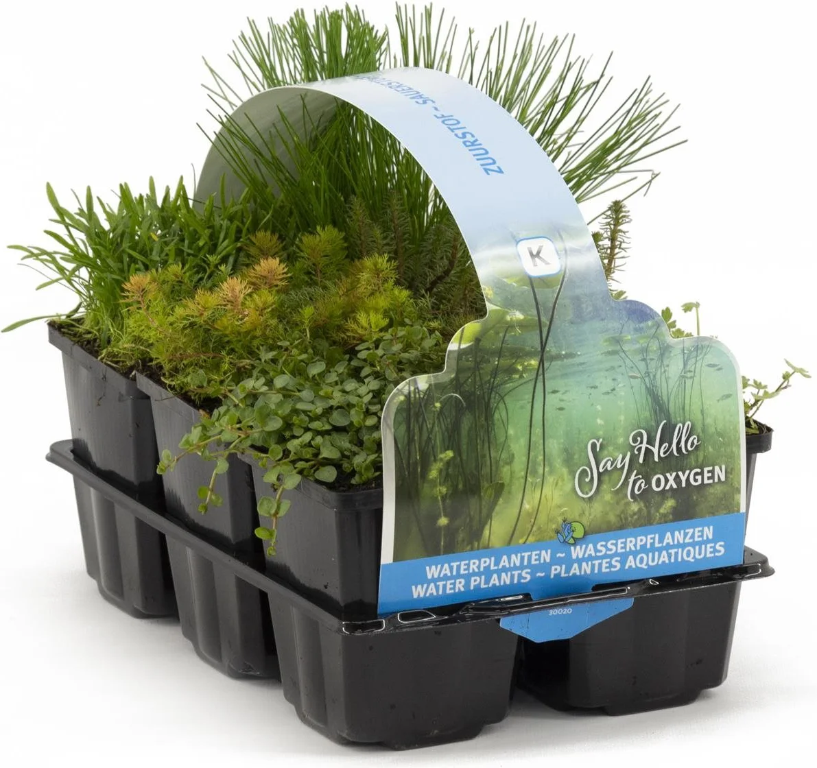 Moerasplanten zuurstof planten in 6 pac
