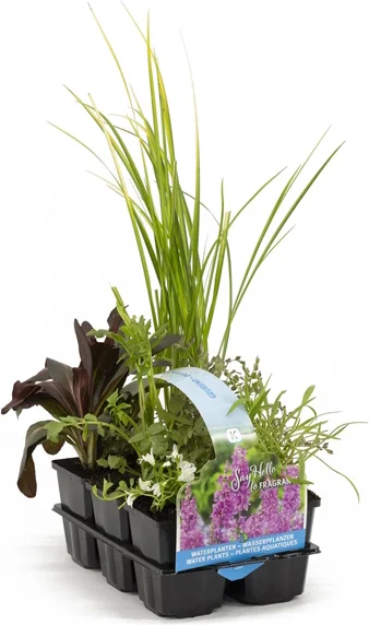 Moerasplanten geurende Planten in 6 pac
