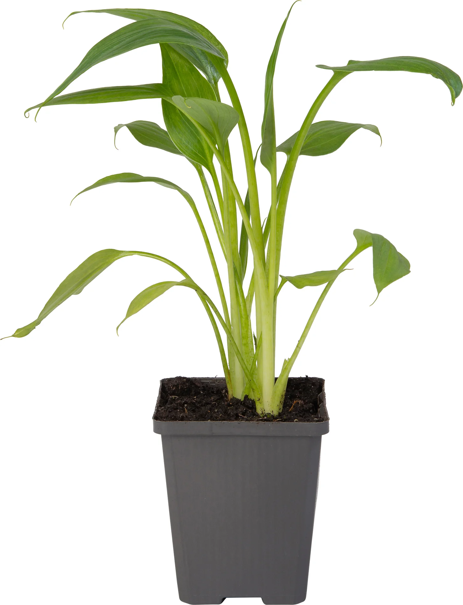 Moeras Aronskelk (Zantedeschia aethiopica 'Pink') D 9 H 20 cm