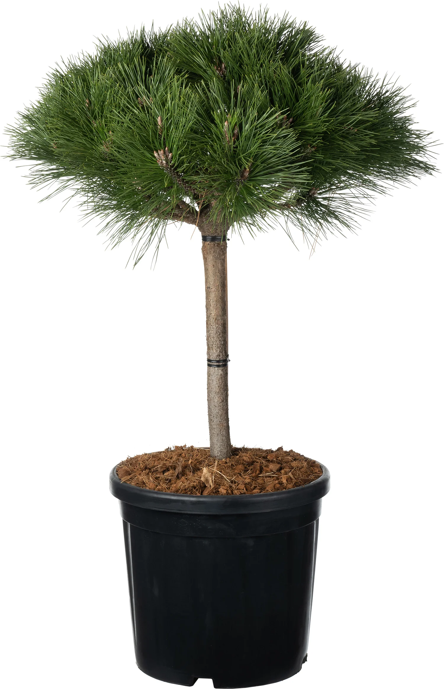 Zwarte Den (Pinus nigra 'Brepo') D 32 H 65 cm