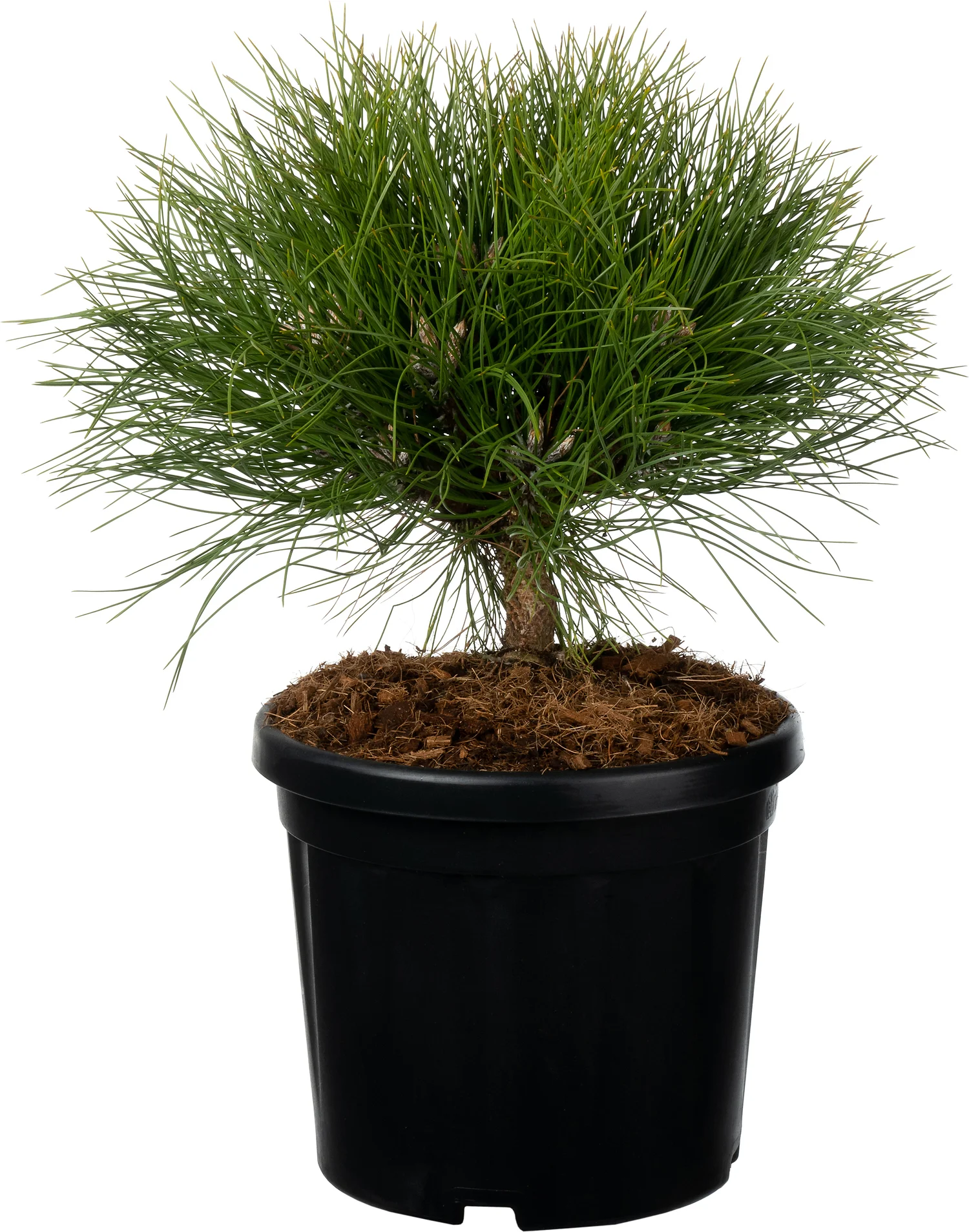 Zwarte Den (Pinus nigra 'Marie Brégeon') D 24 H 30 cm