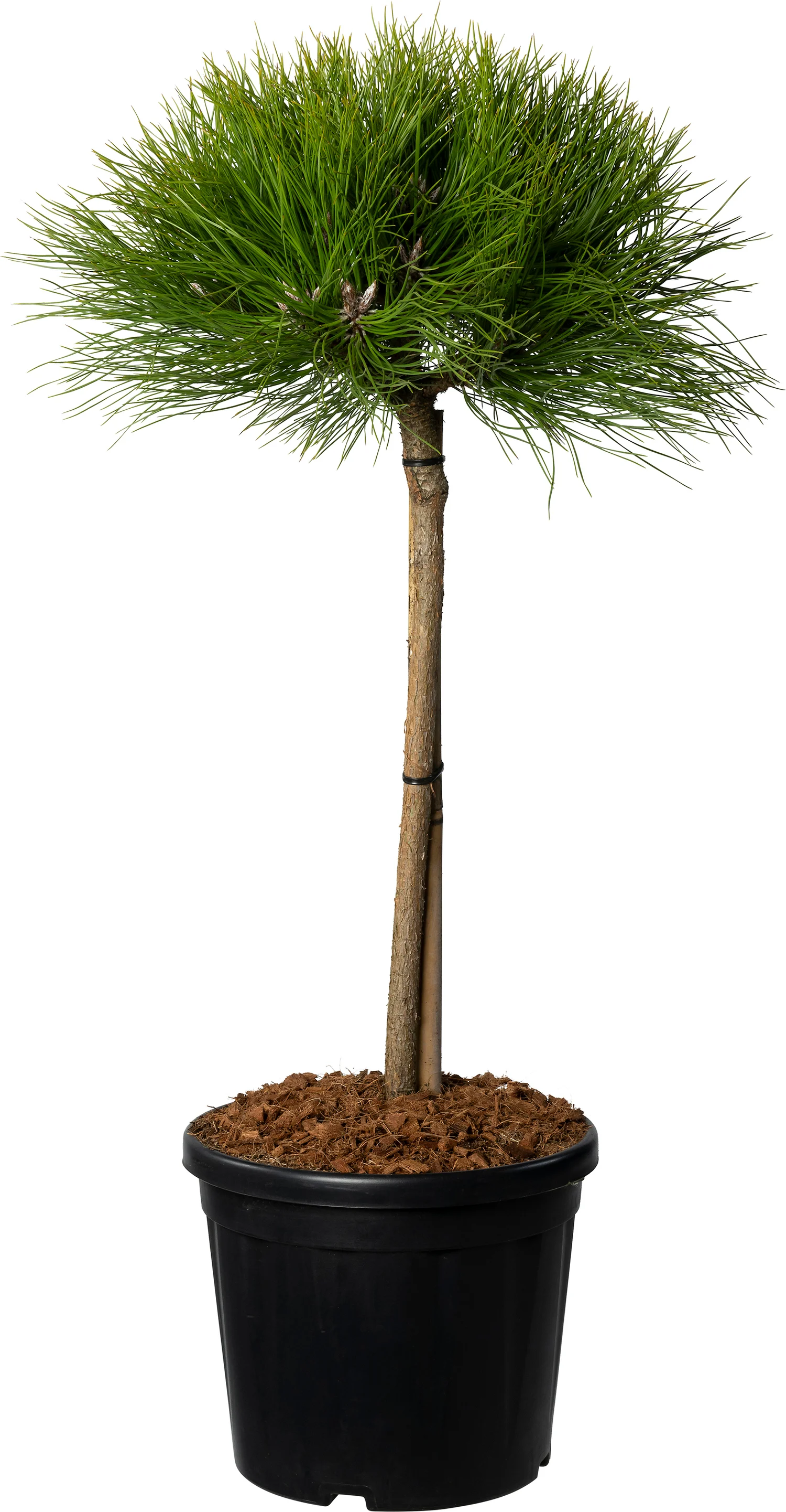 Zwarte den (Pinus nigra 'Marie Bregeon'®) D 26 H 90 cm