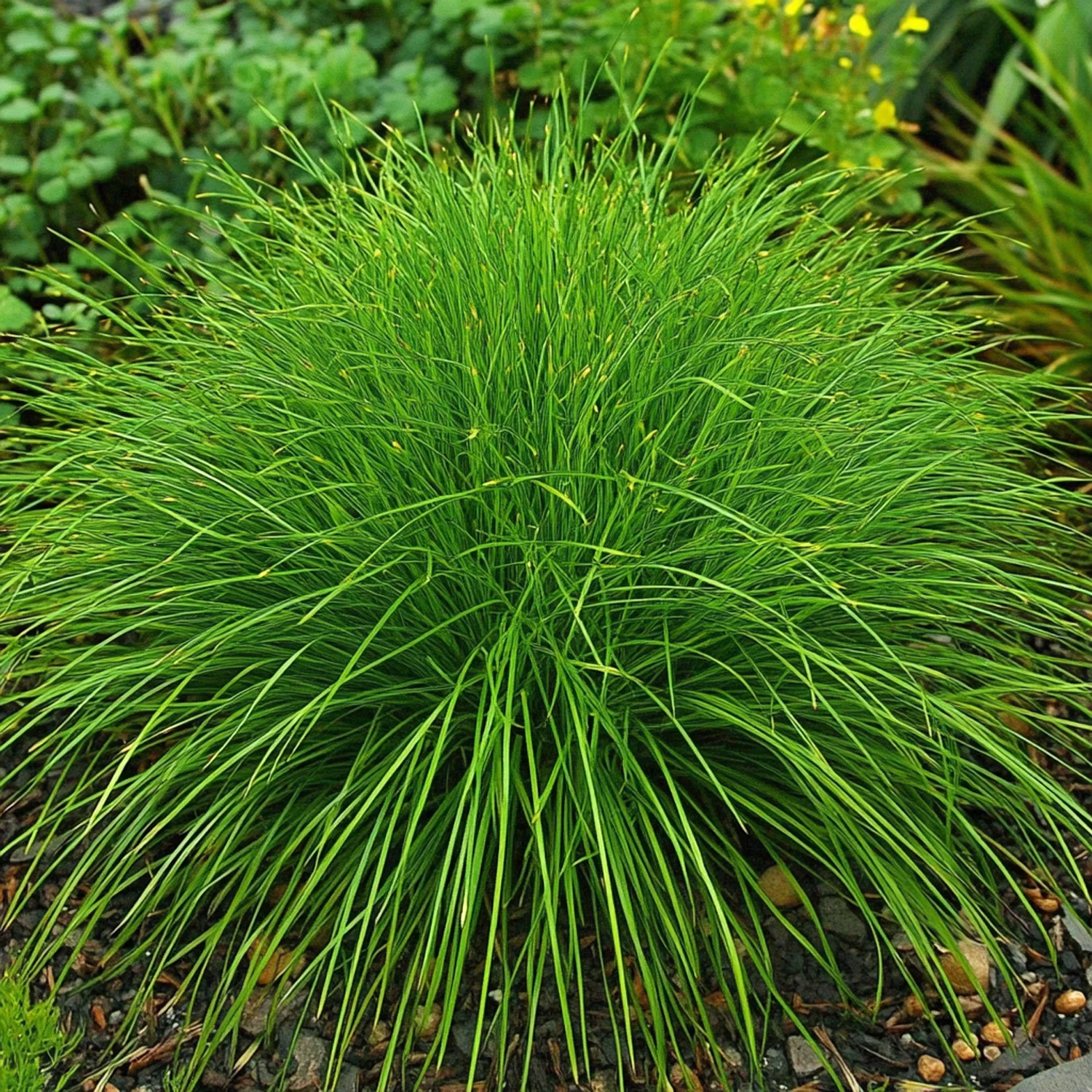 Zwenkgras (Festuca gautieri) D 9 H 10 cm