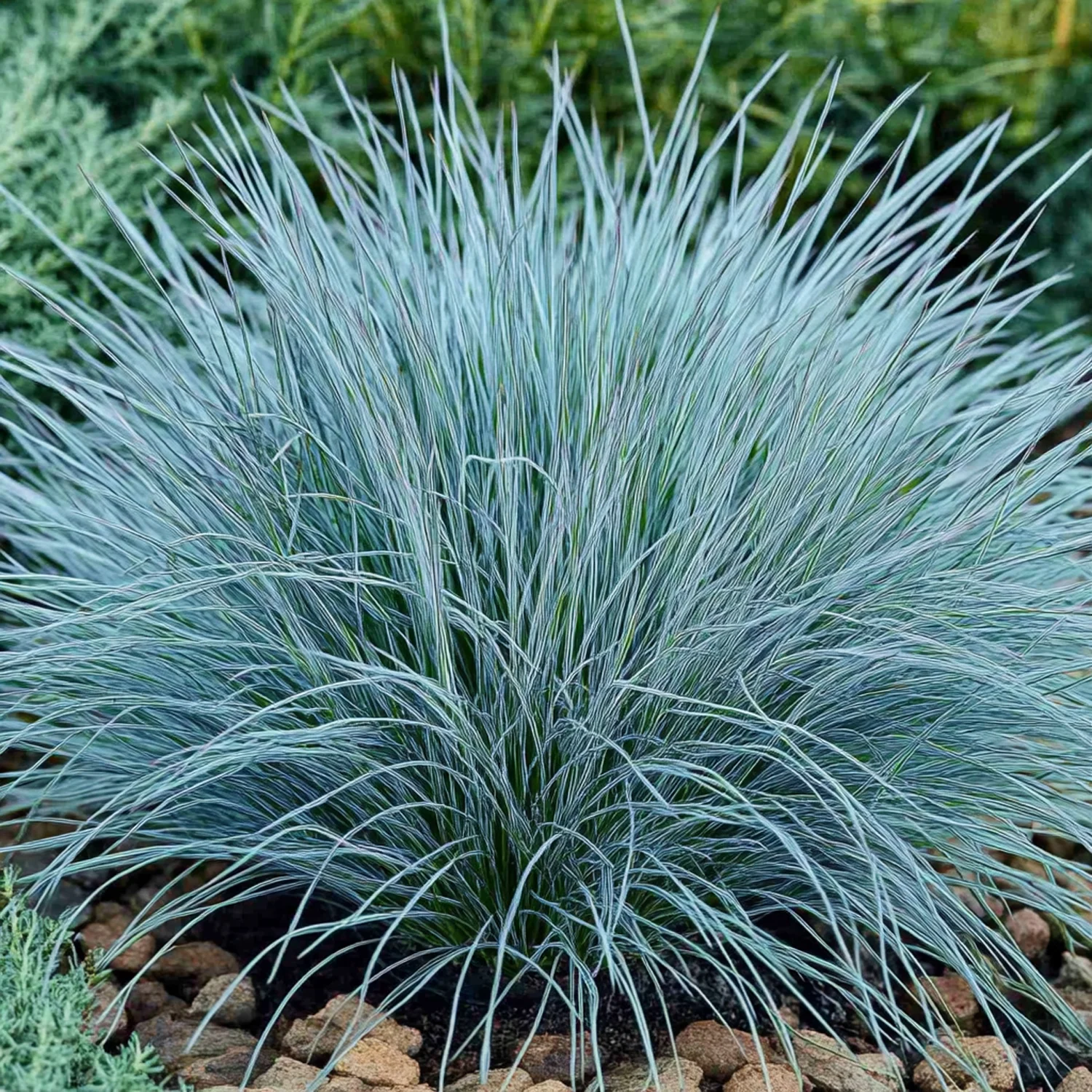 Zwenkgras (Festuca glauca 'Elijah Blue') D 9 H 10 cm