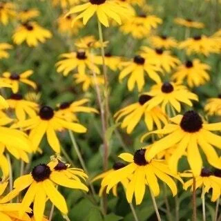 6 x Zonnehoed (Rudbeckia fulgida 'Goldsturm') D 9 H 10 cm