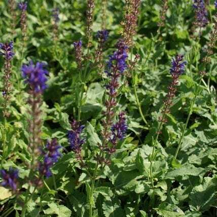 Siersalie (Salvia nemorosa 'Mainacht') D 9 H 10 cm