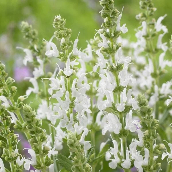 Siersalie (Salvia nemorosa 'Schneehugel') D 9 H 10 cm