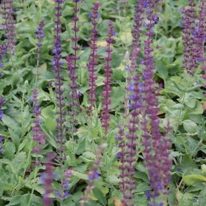 Siersalie (Salvia nemorosa) D 9 H 10 cm