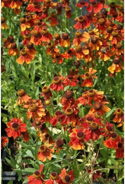 Zonnekruid (Helenium 'Moerheim Beauty') D 9 H 10 cm