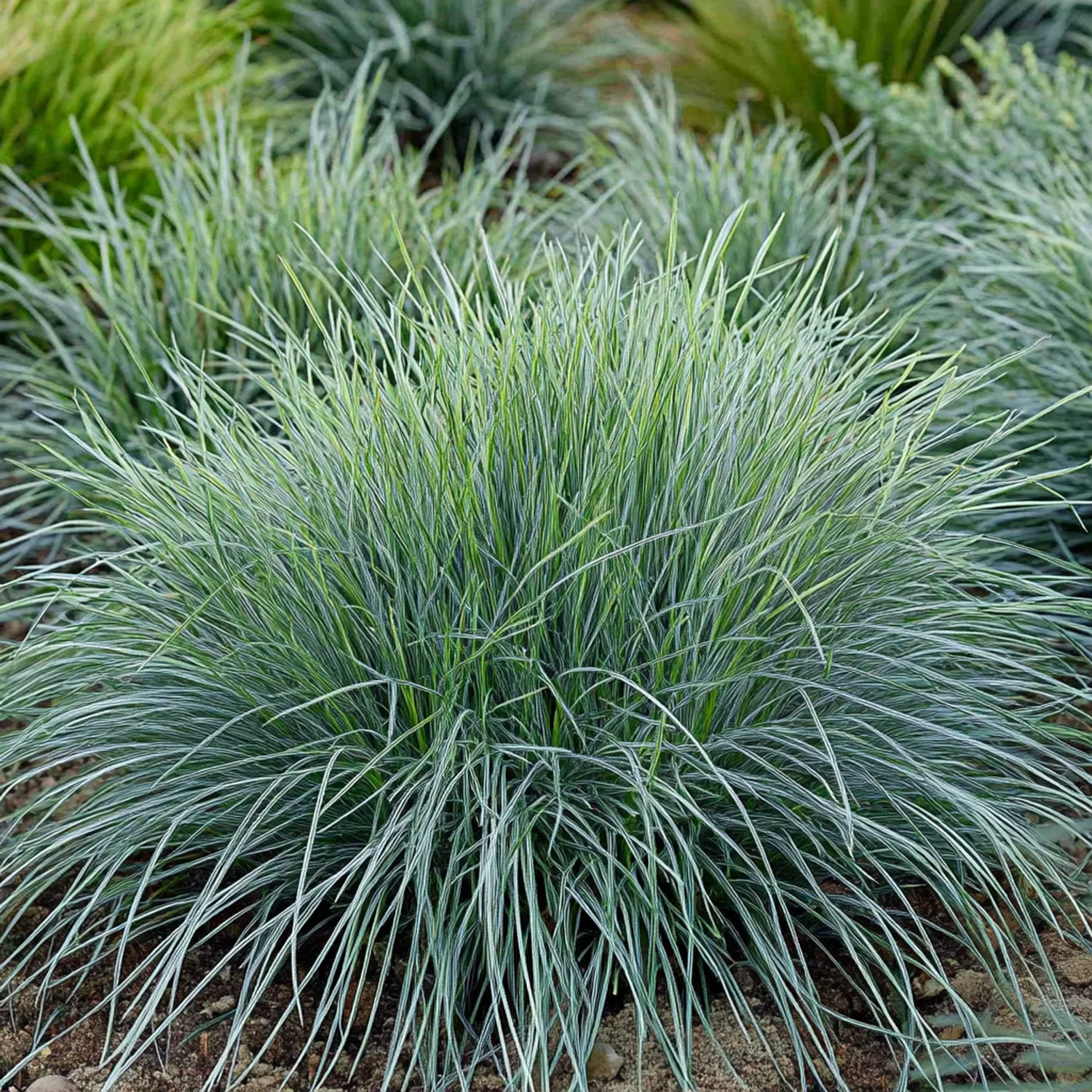 Zwenkgras (Festuca glauca 'Elijah Blue') H 10 cm