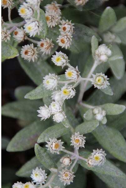 Siberische Edelweiss (Anaphalis triplinervis 'Sommerschnee') D 9 H 10 cm