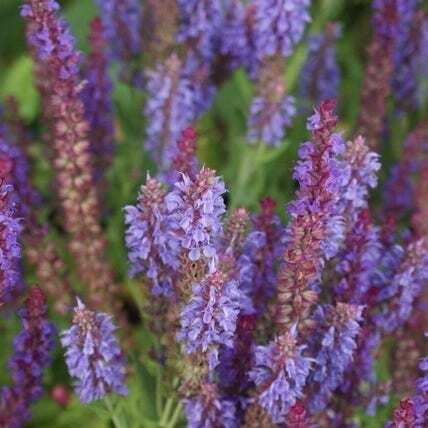 Siersalie (Salvia nemorosa 'Blauhugel') D 9 H 10 cm