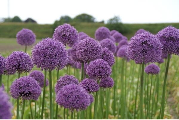 Sierui (Allium 'Gladiator') H 80-100 cm
