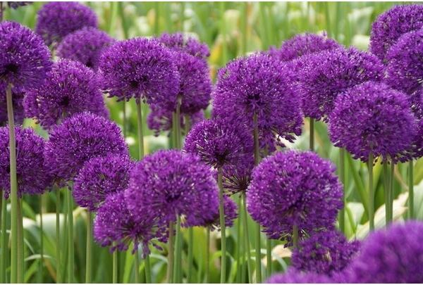Sierui (Allium 'Purple Sensation') D 9 H 10 cm