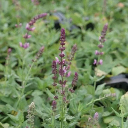 Siersalie (Salvia nemorosa 'Rose Queen') D 9 H 10 cm