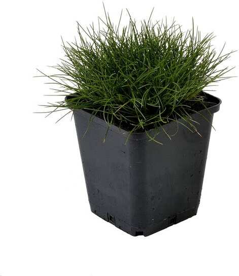 Zwenkgras (Festuca gautieri 'Pic Carlit') D 9 H 10 cm