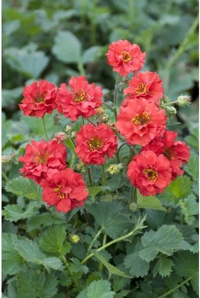 Nagelkruid (Geum chiloense 'Mrs. Bradshaw') D 9 H 10 cm