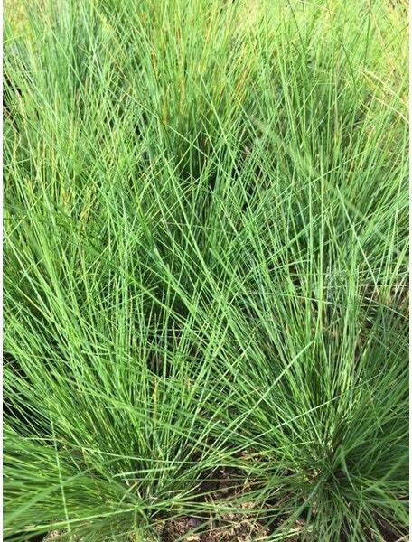 Zwenkgras (Festuca amethystina) D 9 H 10 cm