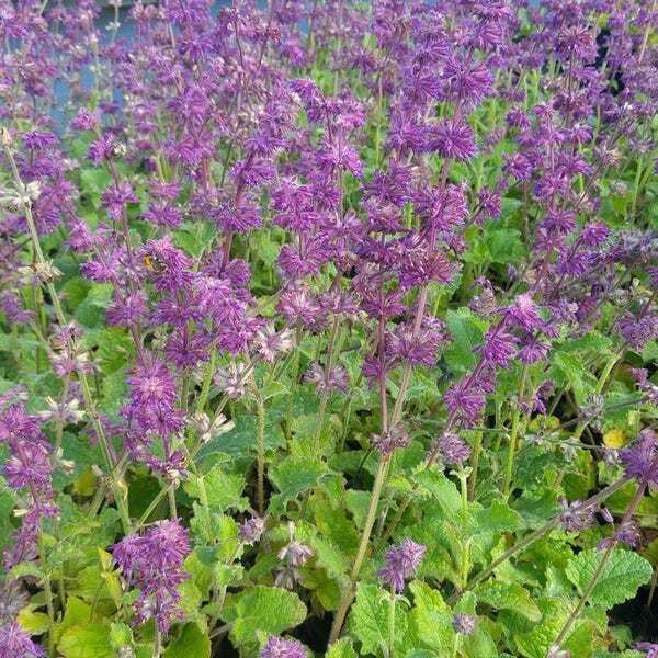 Siersalie (Salvia verticillata 'Purple Rain') D 9 H 10 cm