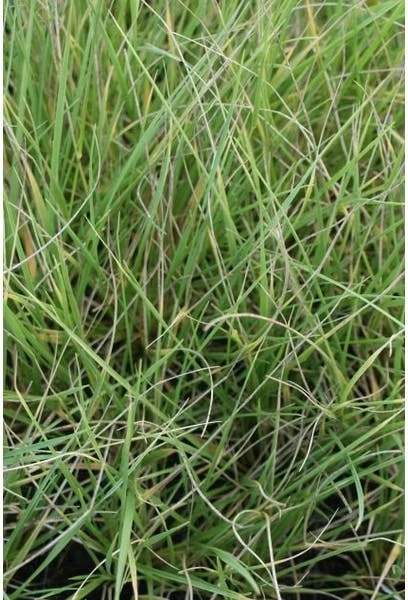 Zwenkgras (Festuca Mairei) D 9 H 10 cm