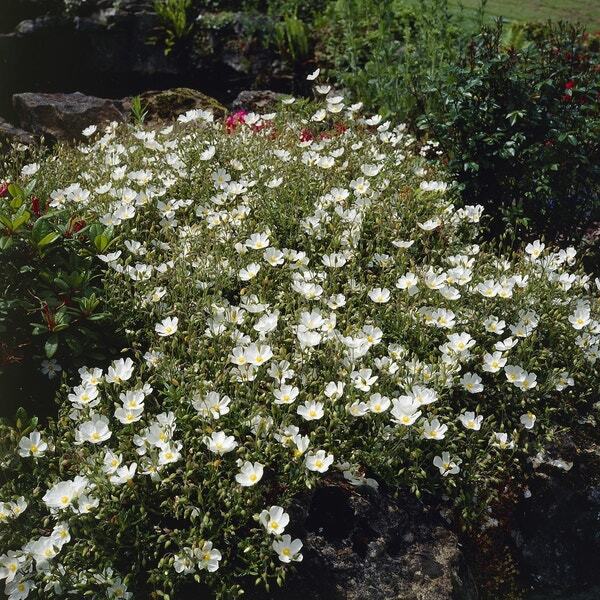 Zonneroosje (Helianthemum 'The Bride') D 9 H 10 cm