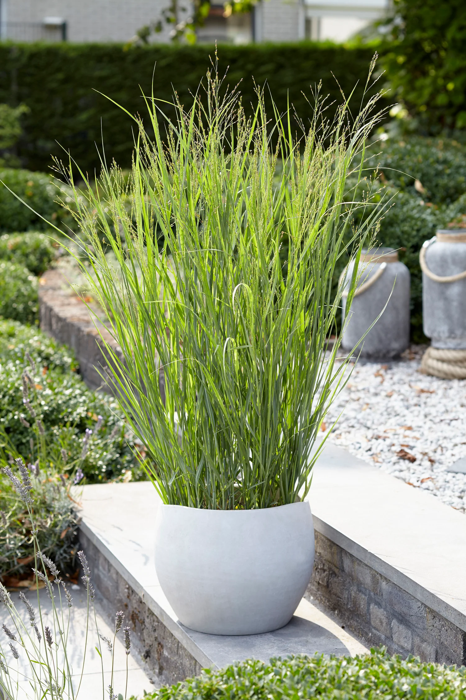 Vingergras (Panicum virgatum 'Heavy Metal') D 9 H 10 cm