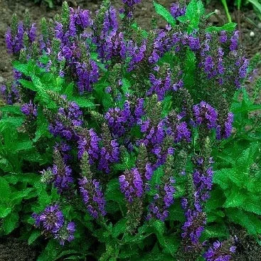 Siersalie (Salvia nemorosa 'Marcus') D 9 H 10 cm