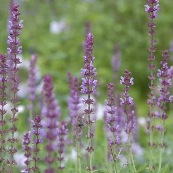 Siersalie (Salvia nemorosa 'Amethyst') D 9 H 10 cm