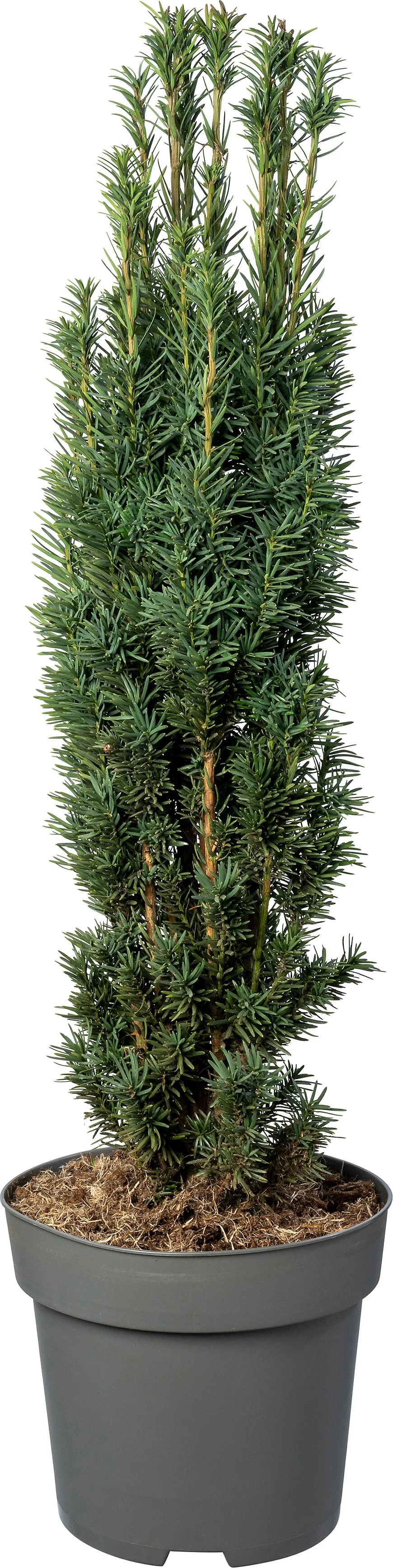 Zuiltaxus (Taxus baccata 'Fastigiata Robusta') D 29 H 80 cm