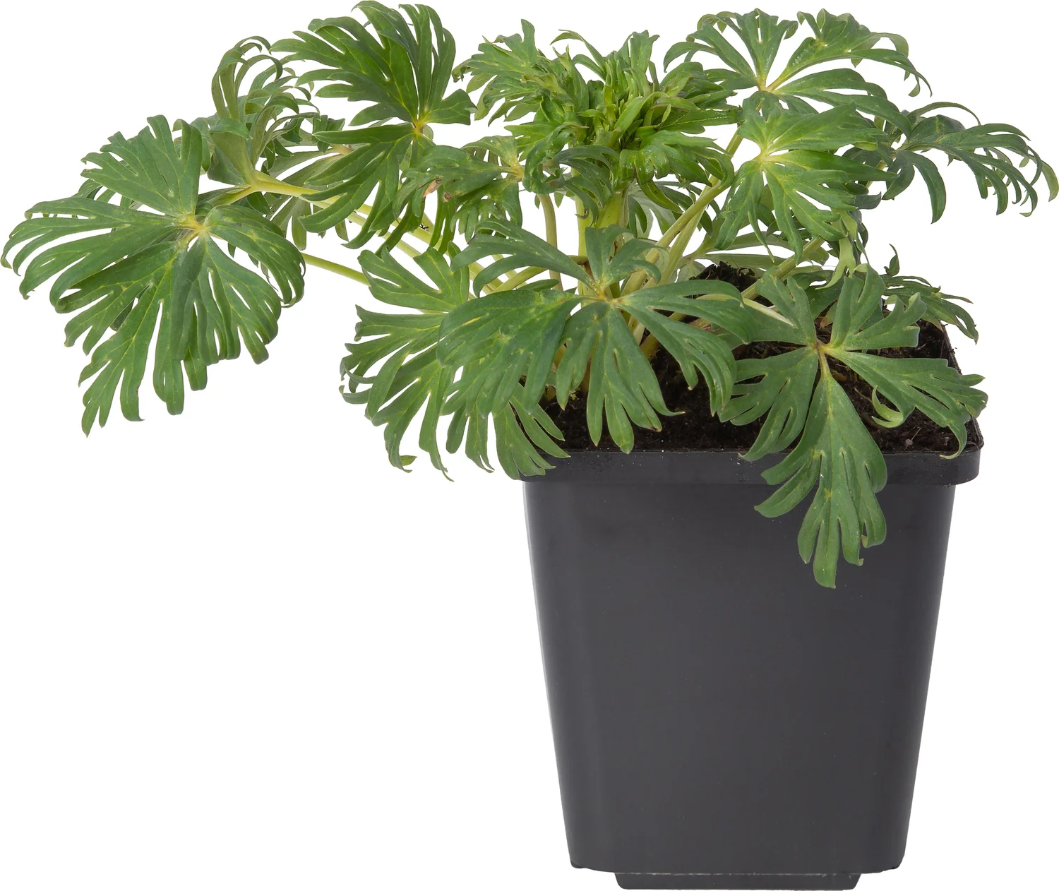 Monnikskap (Aconitum napellus) D 9 H 10 cm