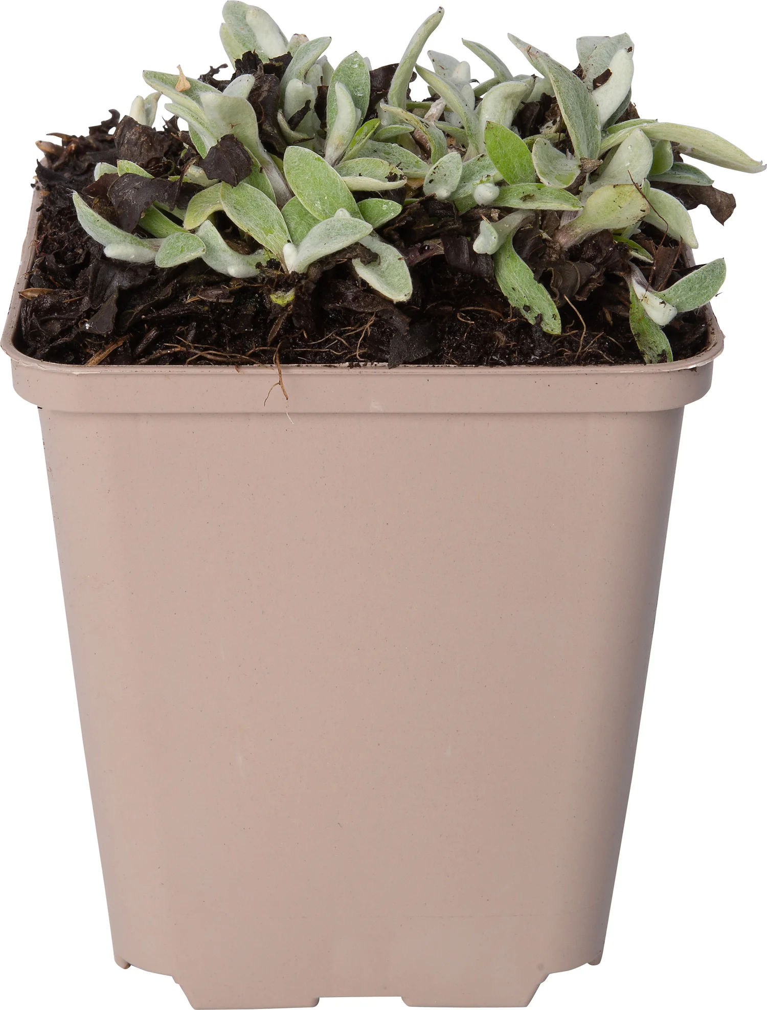 Siberische edelweiss (Anaphalis triplinervis) D 9 H 10 cm