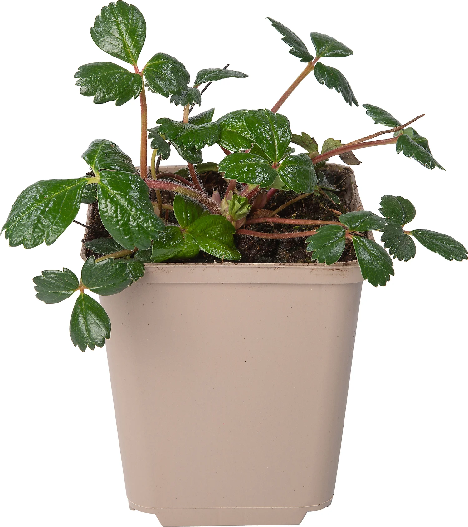 Sieraardbei (Fragaria chiloensis 'Chaval') D 9 H 10 cm