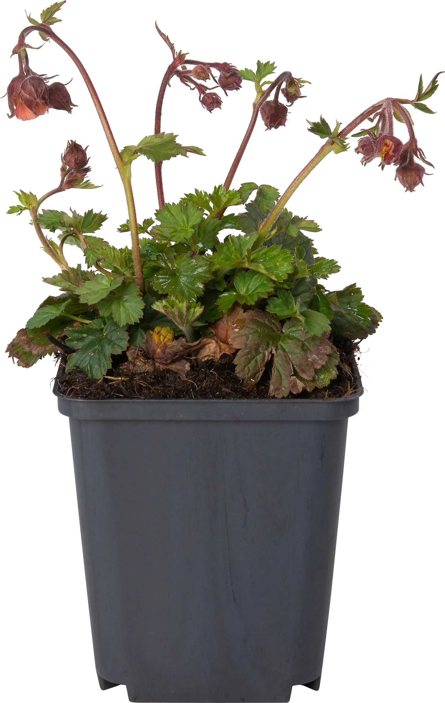 Nagelkruid (Geum rivale) D 9 H 10 cm