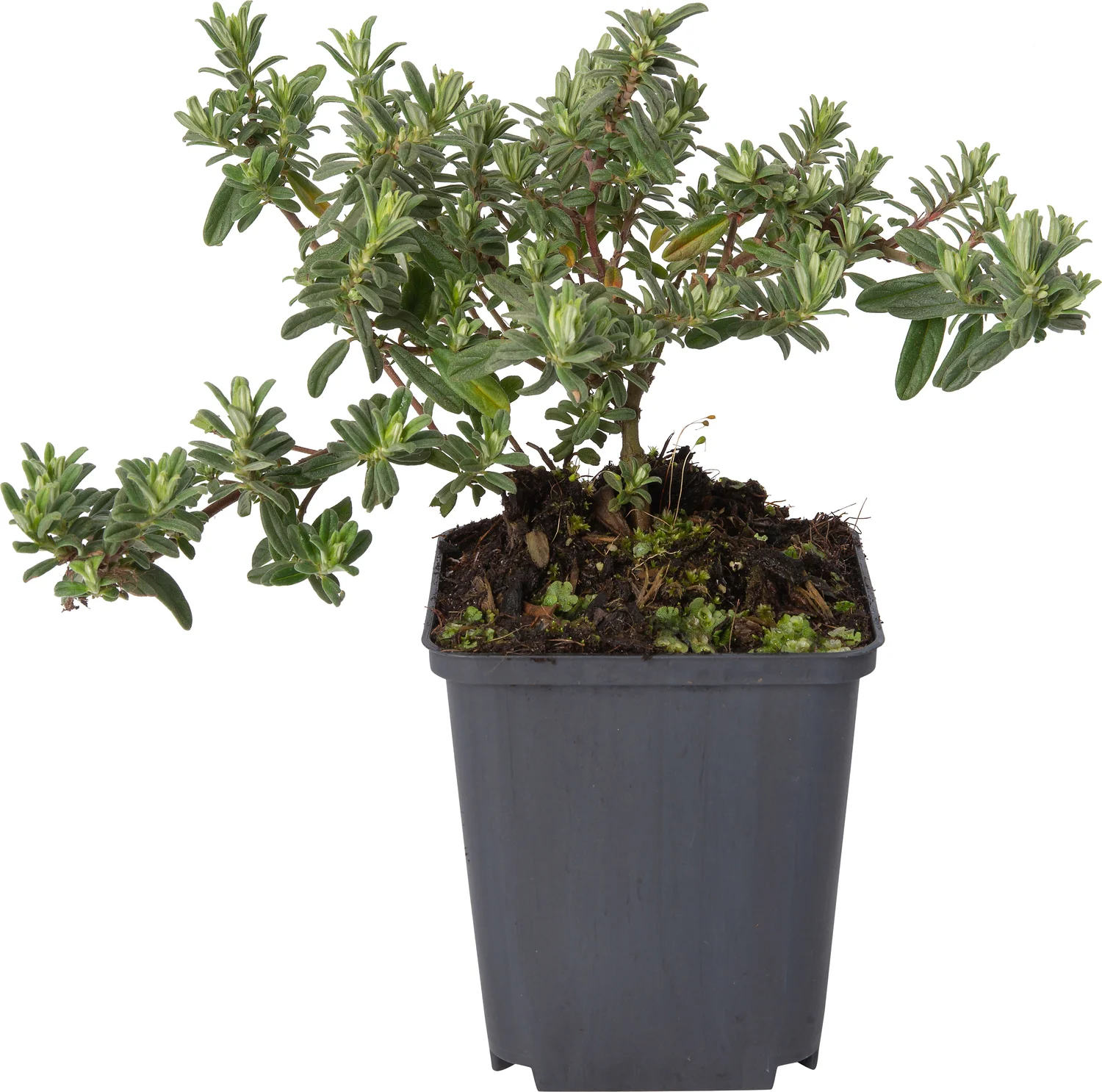 Zonneroosje (Helianthemum 'Ben Hope') D 9 H 10 cm