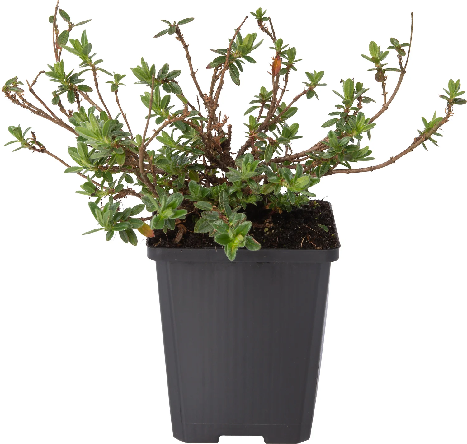 Zonneroosje (Helianthemum 'Sterntaler') D 9 H 10 cm