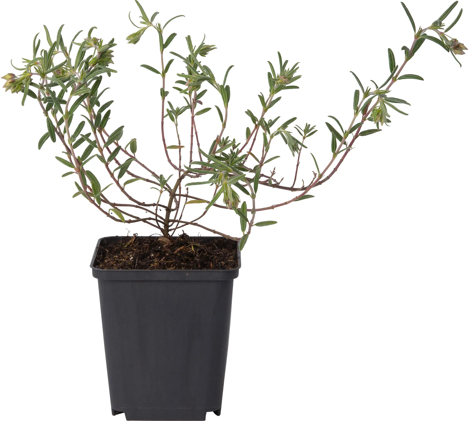 Zonneroosje (Helianthemum 'Supreme') D 9 H 10 cm