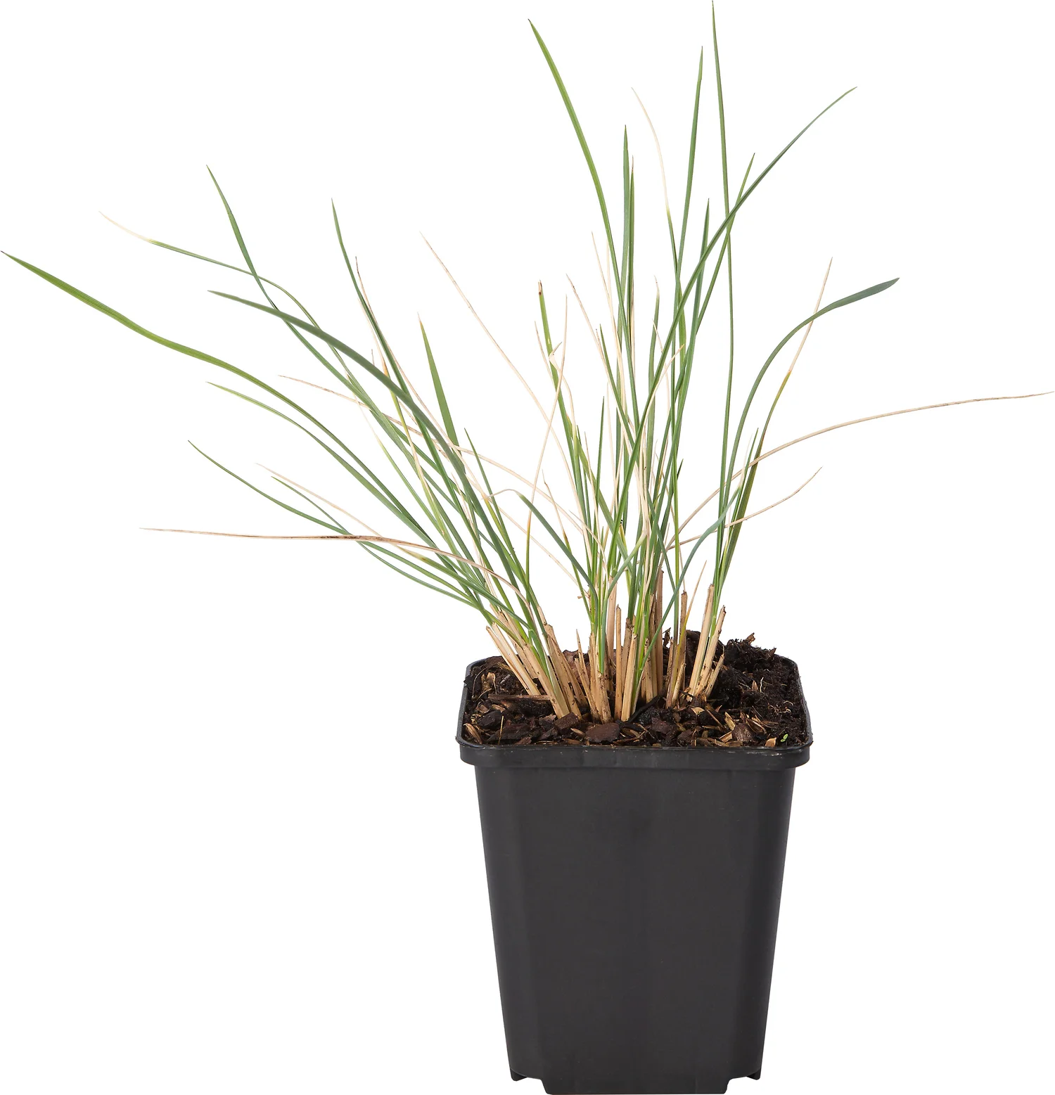 Sierhaver (Helictotrichon sempervirens) D 9 H 10 cm
