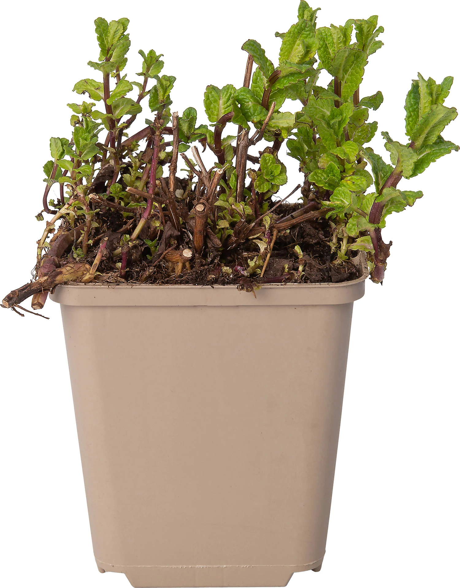 Marokkaanse munt (Mentha spicata 'Moroccan') D 9 H 10 cm