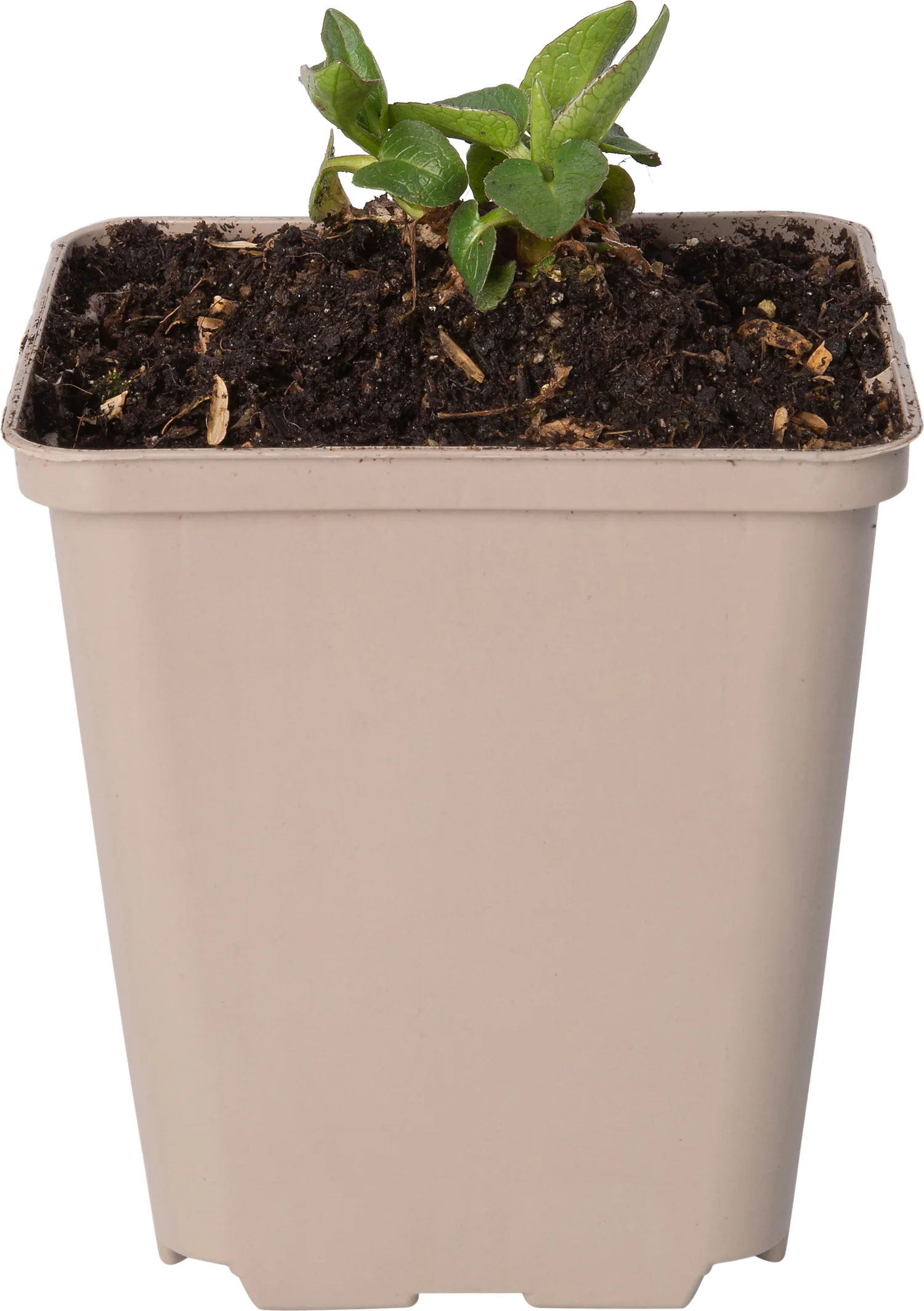 Zonnehoed (Rudbeckia occidentalis 'Green Wizard') D 9 H 10 cm