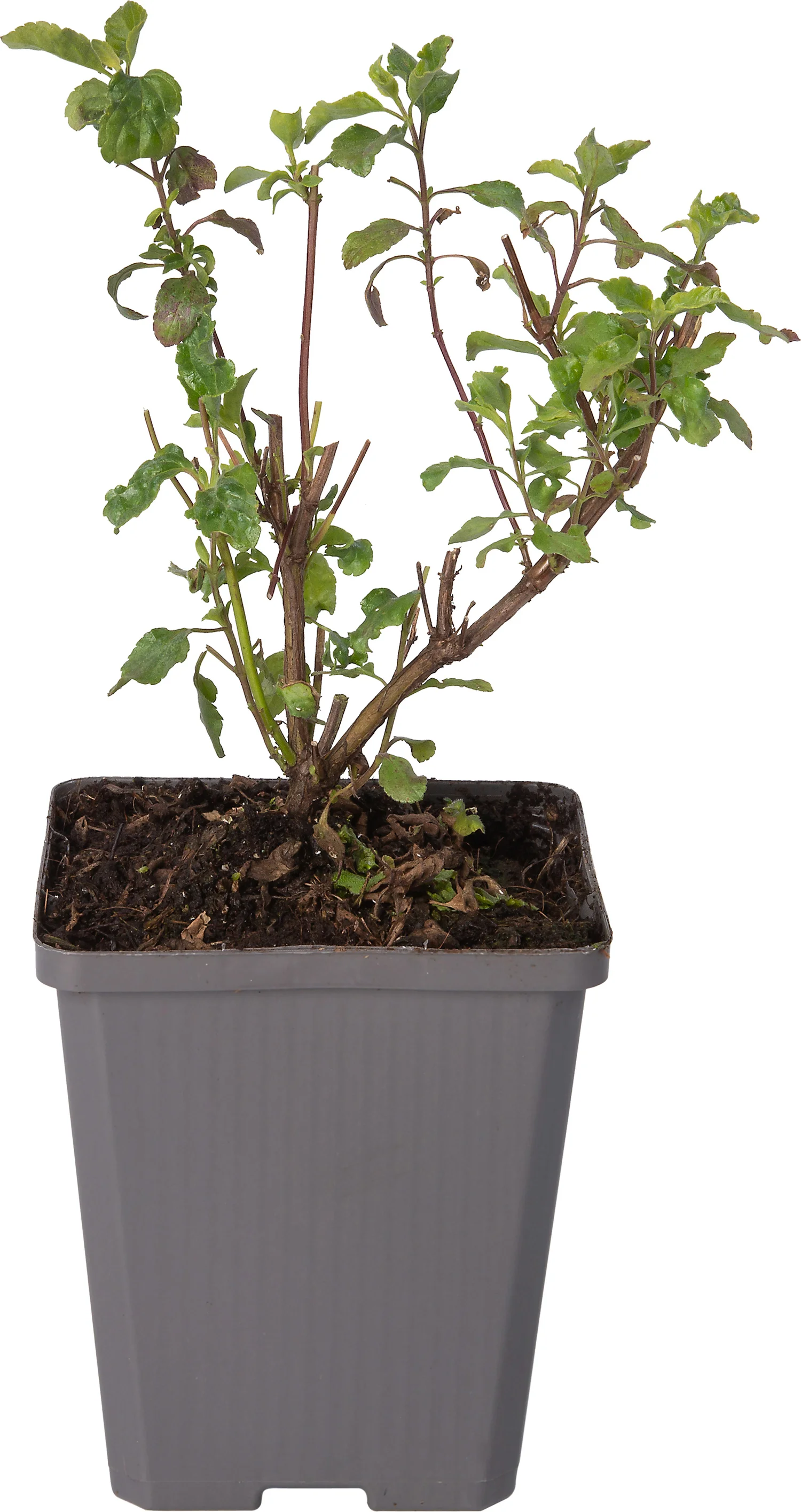 Siersalie (Salvia microphylla) D 9 H 10 cm