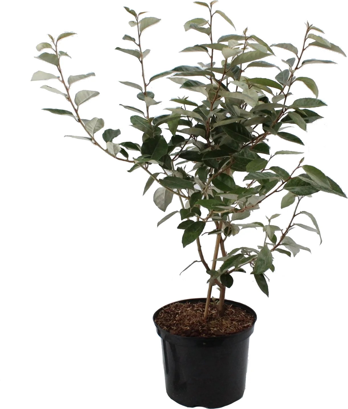 Olijfwilg (Elaeagnus ebbingei) H 150-175 cm
