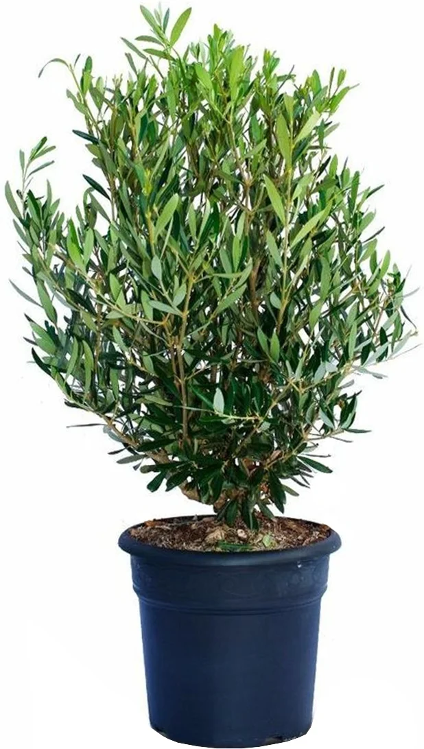 Olijfboom (Olea europaea) struik H 125-150 cm