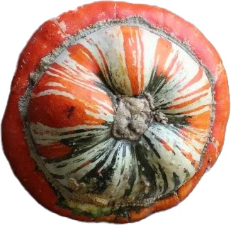 Sierkalebas (Cucurbita 'Turkse Muts') D 20 cm