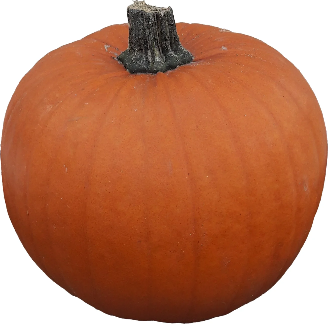 Sierkalebas (Cucurbita 'Halloween') D 25 cm